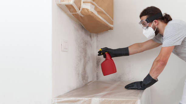 Professional Basement Mold Remediation technician working in Munson, PA