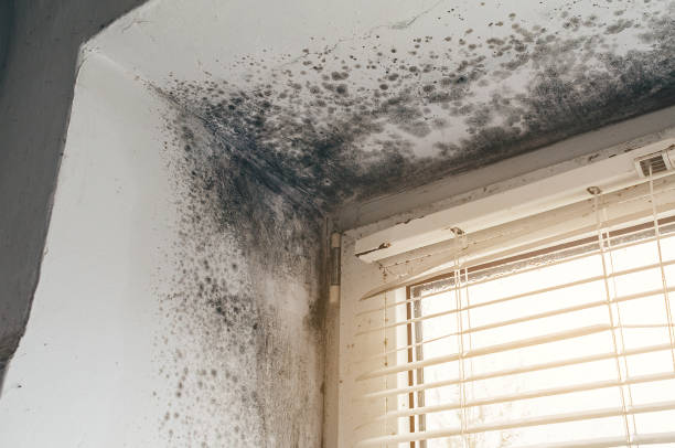 Affordable Basement Mold Remediation solutions in Munson, PA