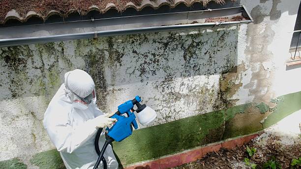 Top rated local Basement Mold Remediation specialists in Munson, PA